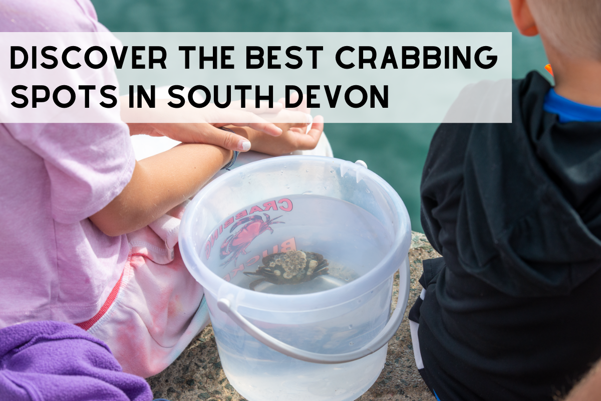 Discover the Best Crabbing Spots in South Devon